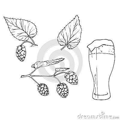 Fresh green hop. Glass of beer. Graphic hand drawn illustration for Octoberfest. Vector sketch for ornament or any Vector Illustration