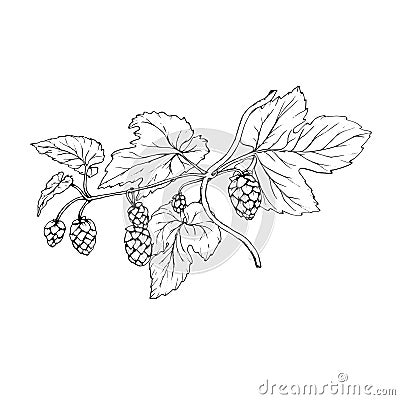 Fresh green hop. Graphic hand drawn illustration for Octoberfest. Vector sketch for ornament or any design Vector Illustration