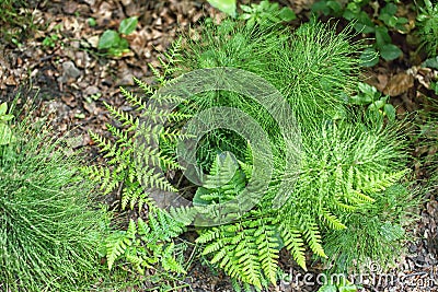 Fresh green Horsetail and fern Stock Photo
