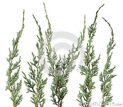 Fresh green isolated conifer leaves on white Stock Photo