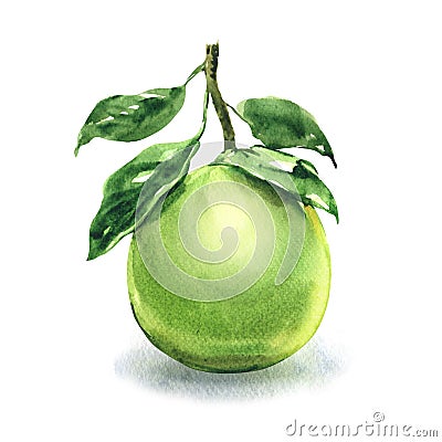 Fresh green juicy pomelo, tropical pomelo tree, whole ripe citrus fruit with leaf, healthy food, isolated, package Cartoon Illustration