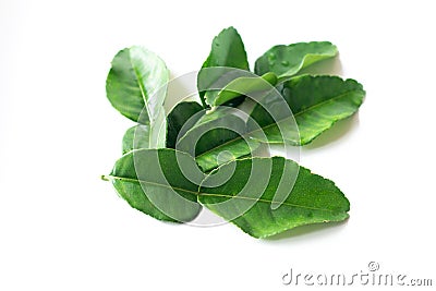 Fresh Green Kaffir Lime Leaves isolated on White Background, ingradient for Asia`s food Stock Photo