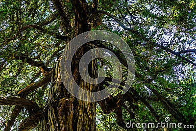 The fresh green of Kamakura-Enkakuji Stock Photo