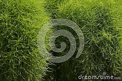 Fresh green Kochia. Amaranthaceae annual plant. Kochia, (Kochia scoparia Stock Photo