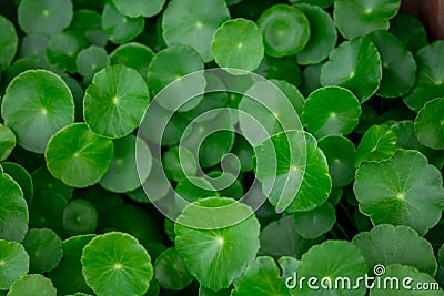 Fresh green leaf. Gotu kola. Centella Asiatica. Beautiful background of Centella asiatica, Herbs help to heal inflammation. Stock Photo