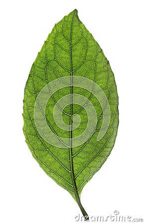 Fresh green leaf isolated Stock Photo