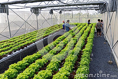 Fresh Green leaf lettuce in farm Editorial Stock Photo