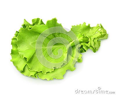 Fresh green leaf lettuce Vector Illustration