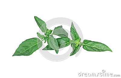 Fresh green leaf mint isolated Stock Photo