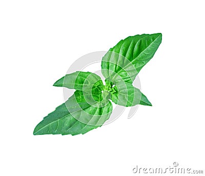 Fresh green leaf mint isolated Stock Photo
