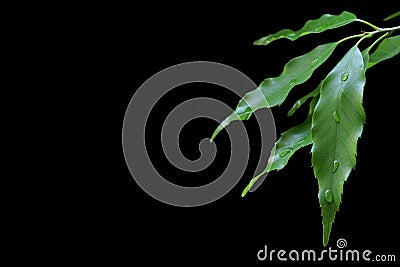 Fresh green leaf and rain drop Stock Photo