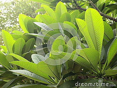 Fresh and green leaves Stock Photo