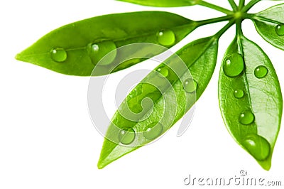 Fresh green leaves Stock Photo