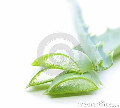 Fresh green leaves of aloe vera Stock Photo