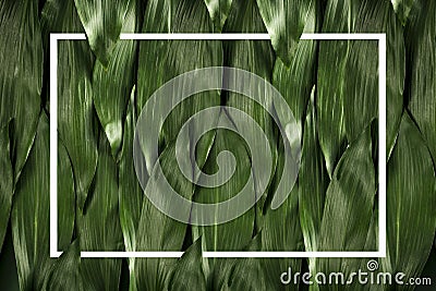 Fresh green leaves background and white frame. Space for your decoration and products and text. Top view, flat photo, copy space. Stock Photo