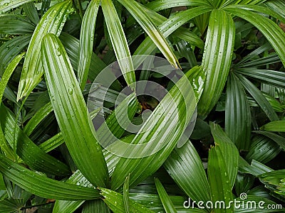 Fresh green leaves background, licuala spinosa plants Stock Photo