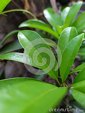 Fresh green leaves for business image. Simple photography Stock Photo