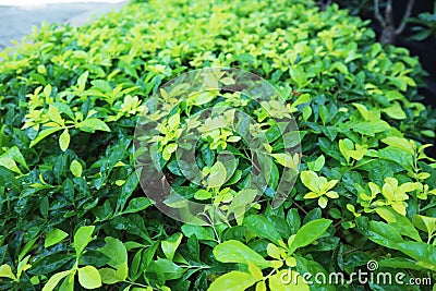 Fresh Green Leaves on Garden background Stock Photo