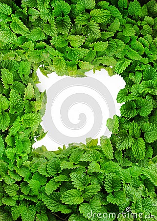 Fresh green leaves of lemon balm as a background Stock Photo