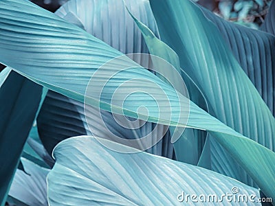 Fresh green leaves patterns, textures and beautiful shape Stock Photo