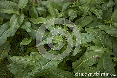 Rumex crispus fresh foliage Stock Photo