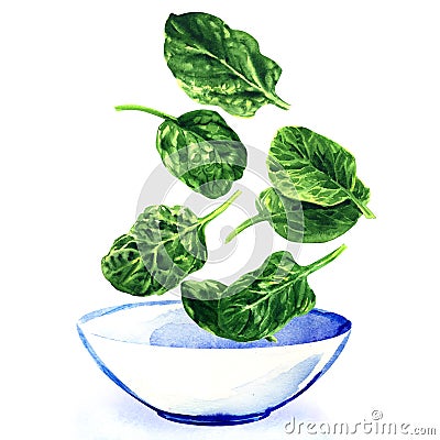 Fresh green leaves of spinach falling into white bowl of salad, hand drawn watercolor illustration on white Cartoon Illustration