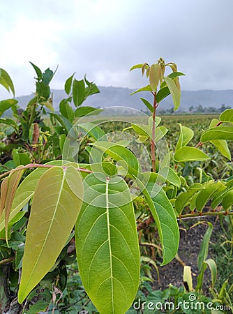 Fresh green leaves on sunny mornings that grow wild on the side of rice fields. Stock Photo