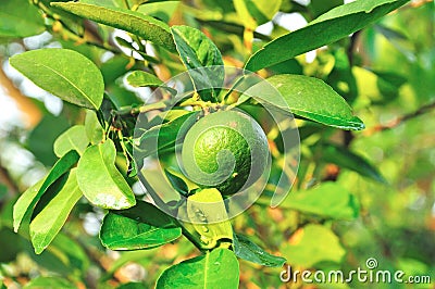 Fresh green lemon on tree Stock Photo