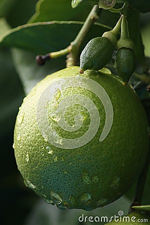 Fresh green lemon on a tree with water drops and pores Stock Photo