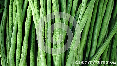 Fresh green lentils Editorial Stock Photo