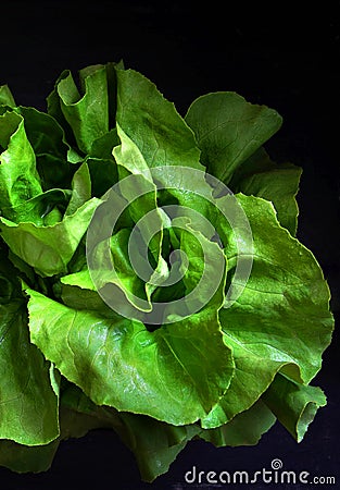 Fresh green lettuce on black background Stock Photo