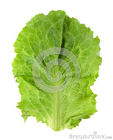 Fresh green lettuce isolated Stock Photo