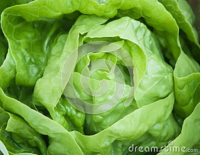 Fresh green Lettuce salad Stock Photo