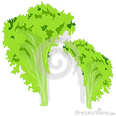 Fresh green lettuce salad leaves Vector Illustration