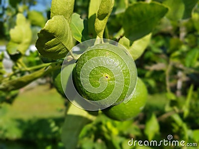 Fresh green lime in garden Stock Photo