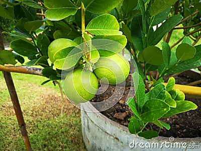 Fresh green lime with green leaves on a lemon tree branch in garden. Stock Photo