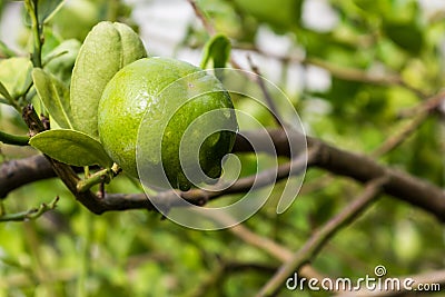 Fresh green lime. Stock Photo