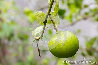 Fresh green lime. Stock Photo