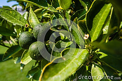 Fresh green lime or lemon fruits on the branch in the garden Stock Photo