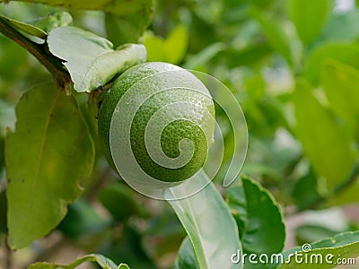 Fresh green lime, main ingredient in asian dish or food, on tree branch Stock Photo