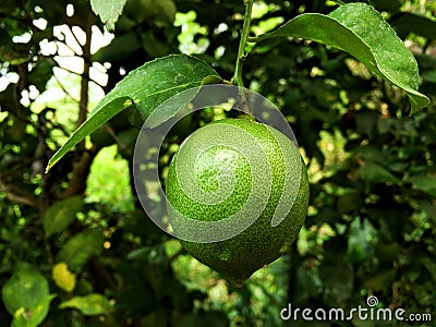 Fresh green lime with water drop growth on tree in the garden. Stock Photo
