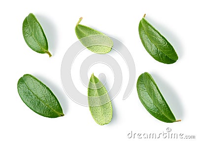 Fresh green lingonberry leaves Stock Photo