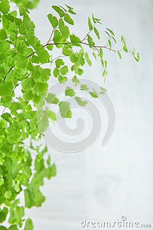 Fresh green maidenhair fern leaves close up on white Stock Photo