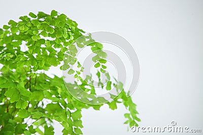 Fresh green maidenhair fern leaves close up on white Stock Photo