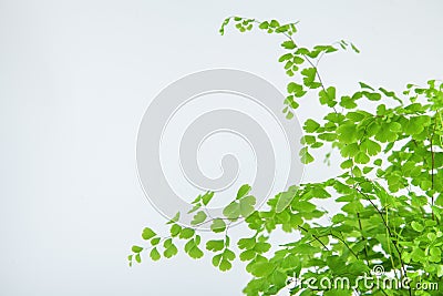 Fresh green maidenhair fern leaves close up on white Stock Photo