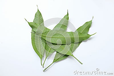 Fresh green mango leaves,leaf isolate on white background. Concept of the botany and natural characteristics of mango lea Stock Photo