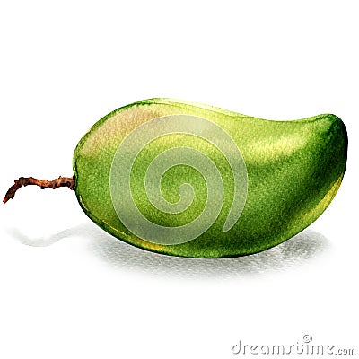 Fresh green mango whole fruit isolated, watercolor illustration on white Cartoon Illustration