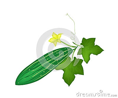 Fresh Green Marrow Plant on White Background Vector Illustration