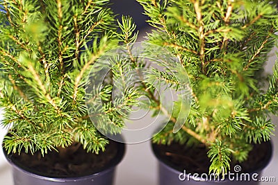 Fresh green miniature fir trees in the pots, close up, nature Stock Photo