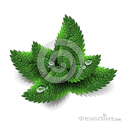 Fresh green mint leaves Cartoon Illustration